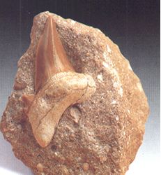 Otodus obliquus. Eoceno
