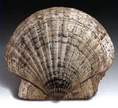 Pecten ligerianus. Mioceno