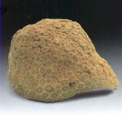 Coral fosilizado