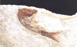 Sardina crassa. Mioceno