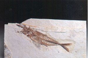 Trachurus sp. Mioceno
