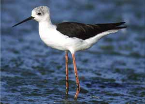 foto de una cigeuela