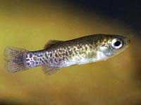 el fartet, pez comn en la regin de murcia