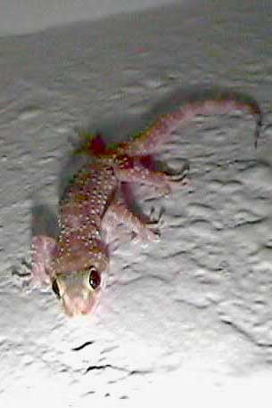 imagen de una salamarquesa