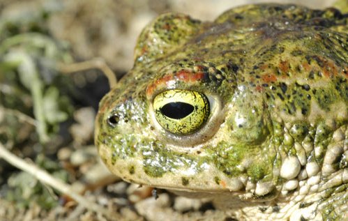 imagen de un sapo corredor