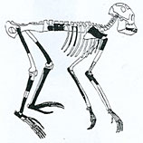 Reconstruccin del esqueleto de Procnsul