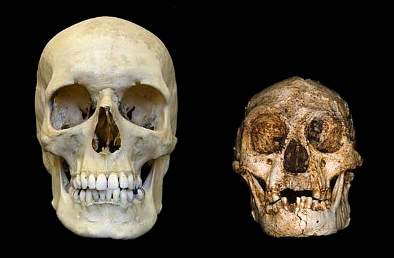Crneos de Homo Sapiens y Homo Floresiensis