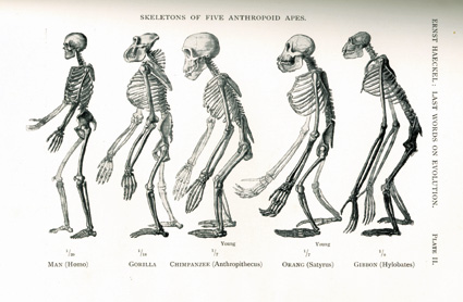 Lmina de un libro de Haeckel que compara esqueletos de antropoides,