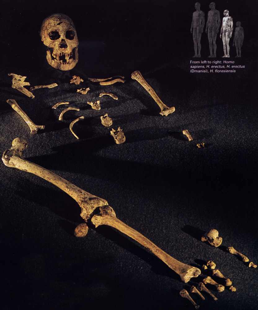 Esqueleto de Dmanisi. Foto: National Geographic, Abril 2005