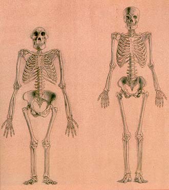 Comparacin de un esqueleto de Australopithecus y otro de Homo