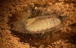 Una "Philanthus" incorpora las bacterias al capullo de sus larvas. Efe/Instituto Max Planck