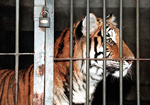 Un tigre siberiano en un zoo de Pekín. | Reuters