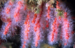 Corallium rubrum ( coral rojo), cerca de Livorno (Italia). | AFP