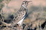 La alondra ricotí es una de las especies de aves en peligro de extinción. | SEO
