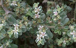 Ejemplar de "Galenia pubescens", planta que invade las dunas del sur de España. | Juan García de Lomas
