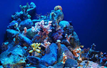 Los corales, una de las especies más dañadas. | CSIC