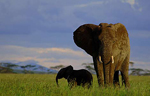 Un elefante y su cría pasean por el Parque Nacional de Serengueti, en Tanzania. | Science | Mundo