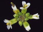 Un ejemplar de "Arabidopsis inflorescence". Foto: José Luis Riechmann / Science