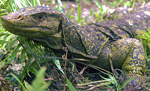 El lagarto "Varanus bitatawa" vive al norte de la isla de Luzón. | Efe