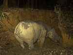 Logran filmar a una hembra embarazada del amenazado rinoceronte de Borneo