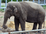 Un elefante de 39 años en un zoo de Kiev. | AFP
