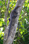 El lagarto hallado en Las Islas Molucas