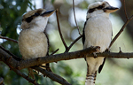 Dos pájaros autralianos Kookaburra en Melbourne. | EPA