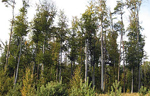 Los bosques húngaros de hayas pierden su vitalidad. | Efe
