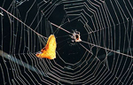 Un araña construye su tela en Berlín. | Ralf Hirschberger | Dpa