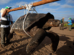 Una de las tortugas gigantes, a su llegada a Isla Pinta. | Efe