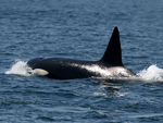 Una orca en las aguas de Barbate, en la presente temporada de almadraba. | E.M.