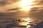 Una osa polar y sus crías, en el Ártico. | Fotograma del documental "Tierra" (BBC).