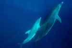 Una delfín hembra se comunica a través de silbidos con su cría.| Bruno Díaz