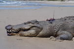 Este ejemplar de "Crocodylus porosus" recorrió 590 km. en 25 días. | Australia Zoo