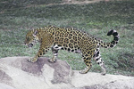 El jaguar es una especie en peligro de extinción. | ELMUNDO.es