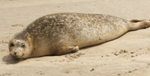La foca, fotografiada en la playa de la ría de Tinamenor. Europa Press.