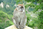 Un macaco en el oeste de Sumatra