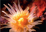 Coral de taza amarilla ("Leptopsammia Pruvoti"). OCEANA / H. Kaddachi.