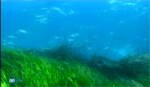 Posidonia marina. Fragmento de vídeo El Mundo.