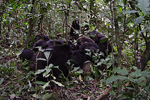 Un grupo de chimpancés reunidos durante una de sus patrullas. | J. Mitani