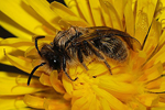 Una abeja poliniza una flor. | Foto: J. Alves Gaspar