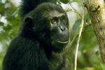 Ejemplar de chimpancé oriental. | Andrew Plumptre/WCS