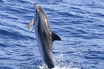Ejemplar de delfín. | El Mundo