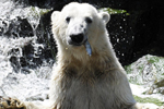 Ampliar foto  Knut, el oso del zoo de Berlín. | AFP