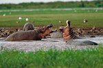 Hipopótamos en la reserva de Uganda. | Foto: Parque Queen Elizabeth