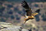 Un águila imperial ibérica en pleno vuelo.