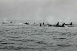 Varias orcas en el océano.| digitaldundee