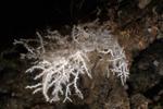 Coral blanco de profundidad del nuevo arreife encontrado. | Oceana