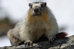 Un ejemplar de marmota de vientre amarillo. | El Mundo.