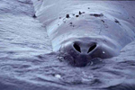 Las fosas nasales de una ballena de Groenlandia